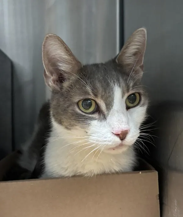 A senior medium-sized male Domestic Short Hair cat named Luca for adoption in Ridgewood, NY