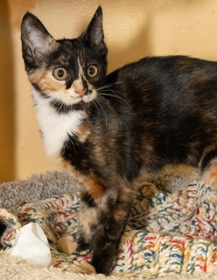 A baby medium-sized female Calico Domestic Short Hair cat named Lily for adoption in Elmwood Park, NJ