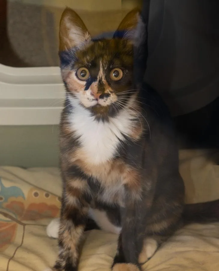 Lily thumbnail 3