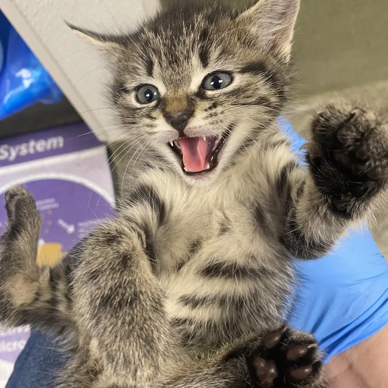 A baby small-sized female Gray / Blue / Silver Domestic Short Hair cat named 71005 for adoption in Harrisonburg, VA