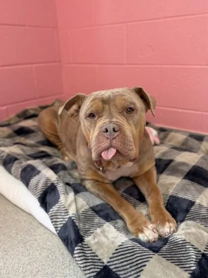 A senior medium-sized female Red / Chestnut / Orange Mixed Breed dog named Lorelai for adoption in Manitowoc, WI