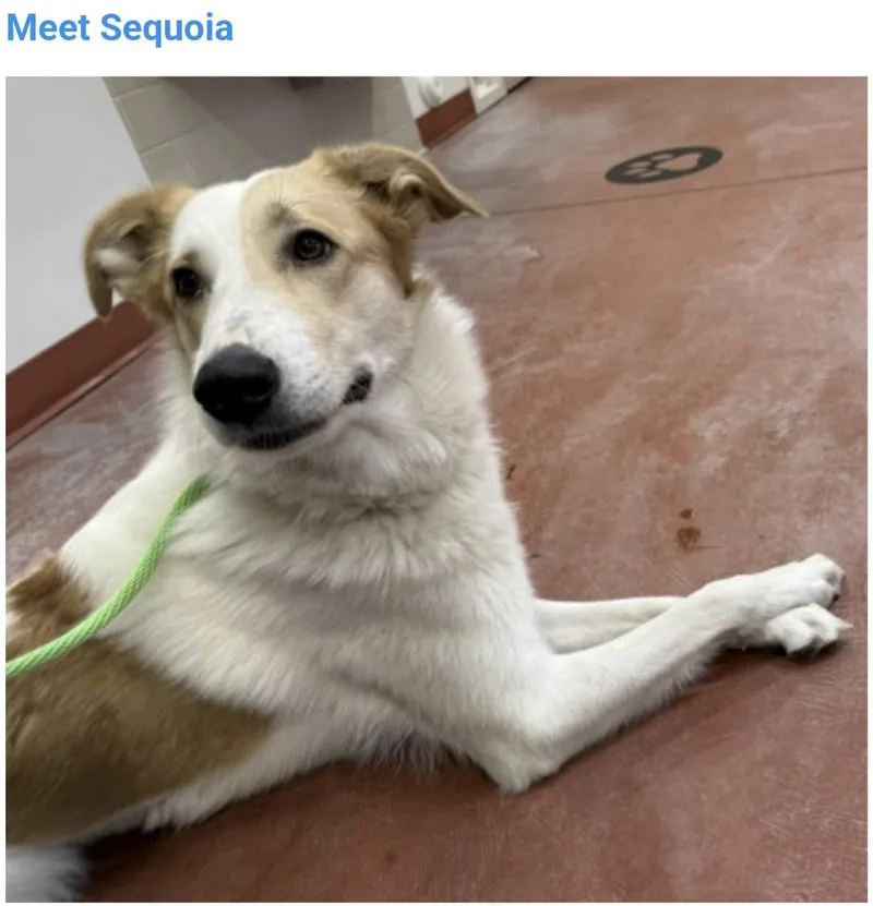 Sequoia
