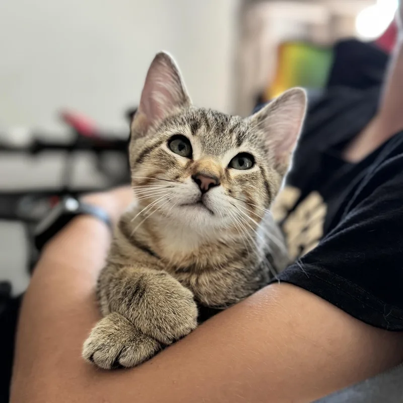 A baby medium-sized male Domestic Short Hair cat named Donut for adoption in Springfield, MO