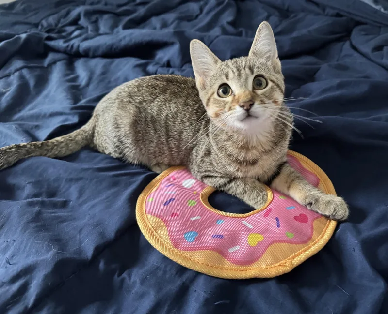 Donut thumbnail 2
