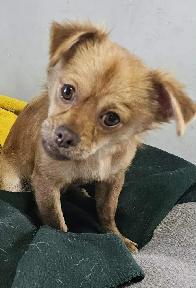 A baby small-sized male Chihuahua dog named Chewie for adoption in Santa Rosa, CA