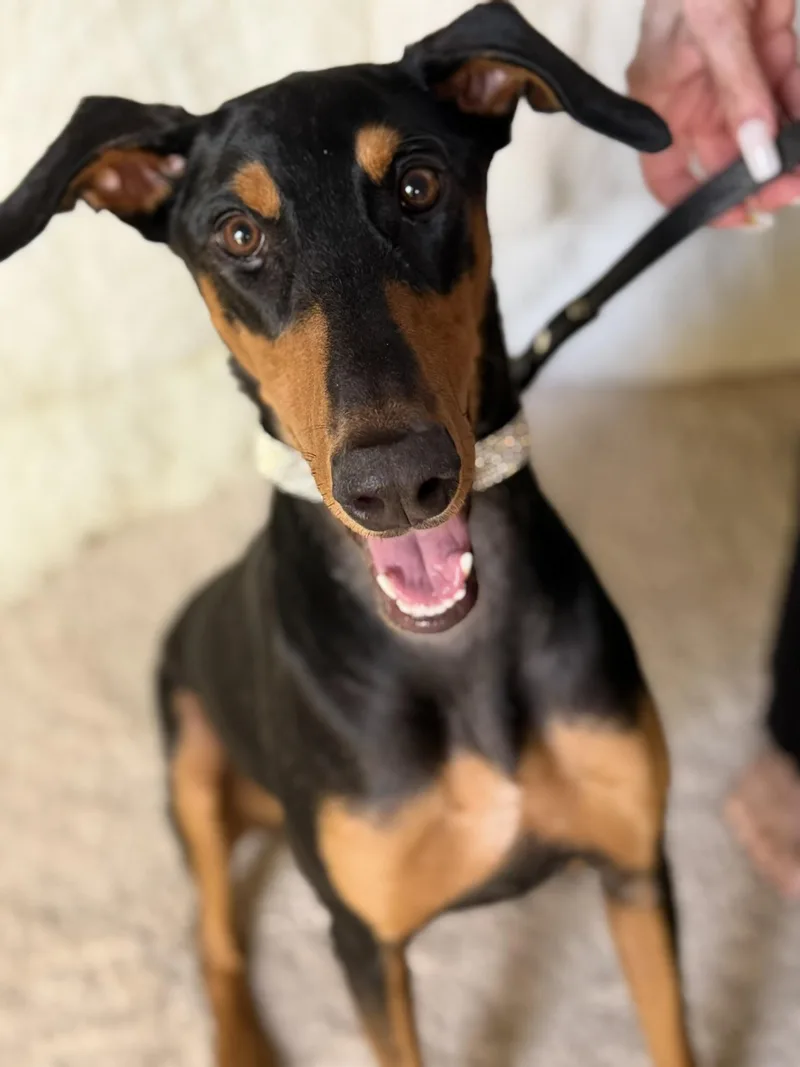 A young medium-sized female Black Doberman Pinscher dog named London for adoption in Coachella, CA