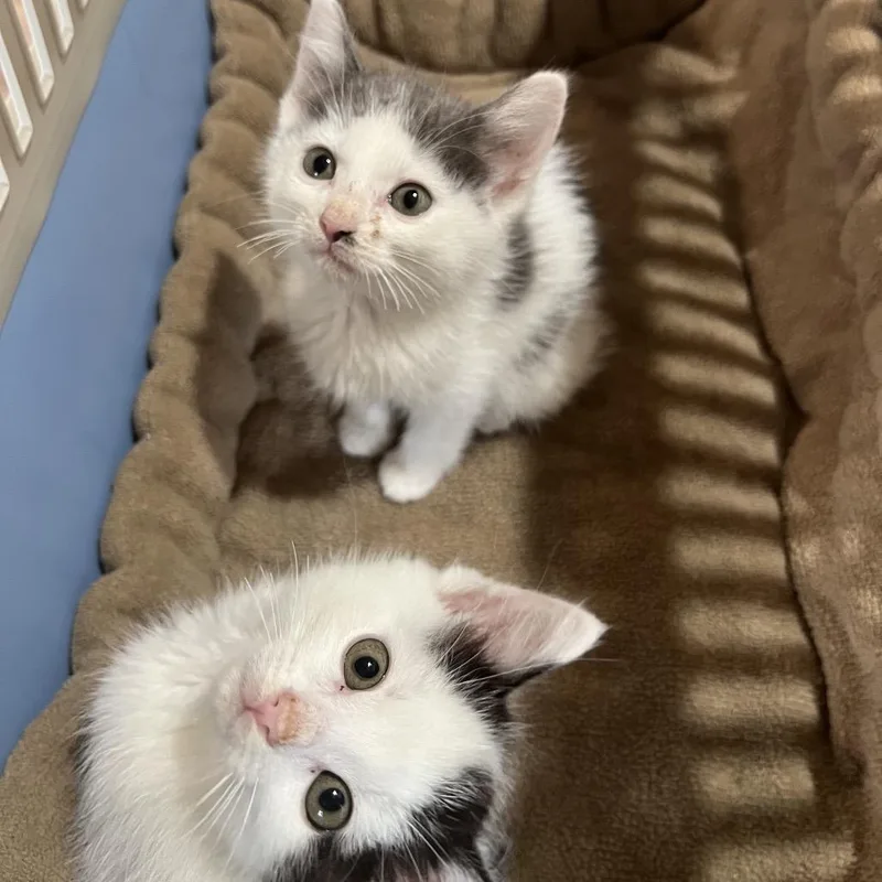 Chloe