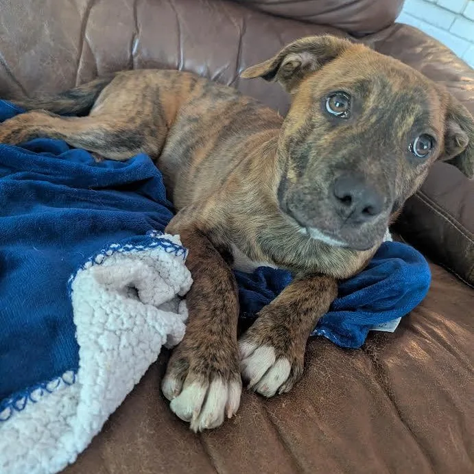 A baby medium-sized male Brindle Terrier dog named Legolas for adoption in Springfield, MO
