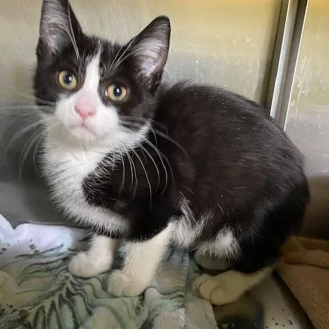 A baby small-sized male Black Domestic Short Hair cat named Pear for adoption in Dayton, OH
