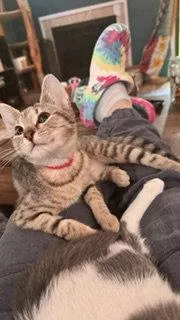 A baby medium-sized female Domestic Short Hair cat named Annie for adoption in Wheaton, IL