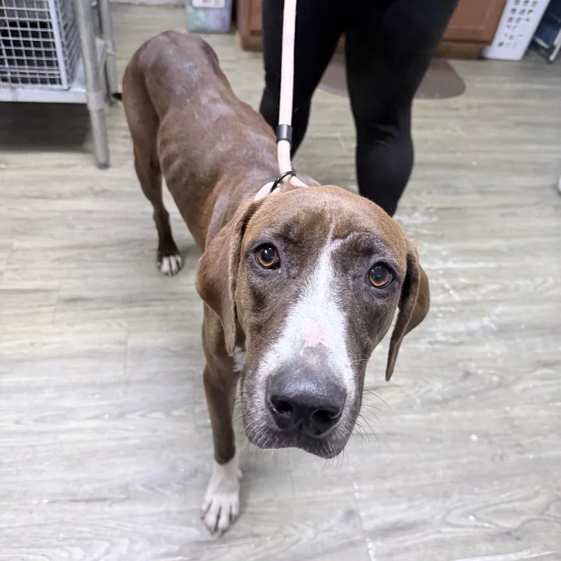 An adult medium-sized male Brown / Chocolate Mixed Breed dog named Brownie for adoption in Summerville, SC