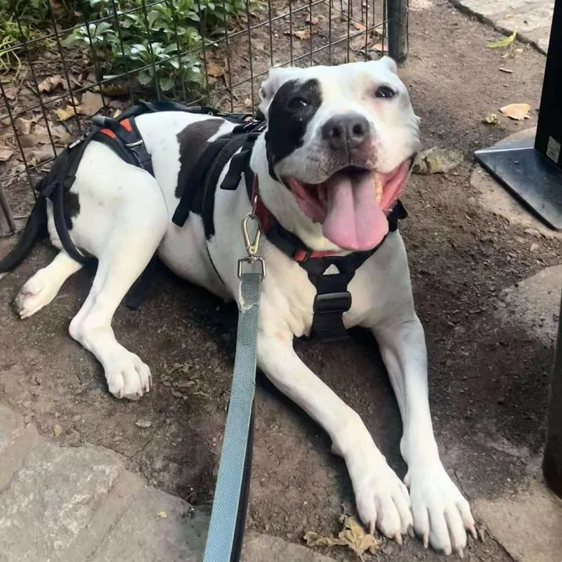 A senior large-sized female Tricolor (Brown, Black, & White) American Staffordshire Terrier dog named Yoyo for adoption in Long Island City, NY