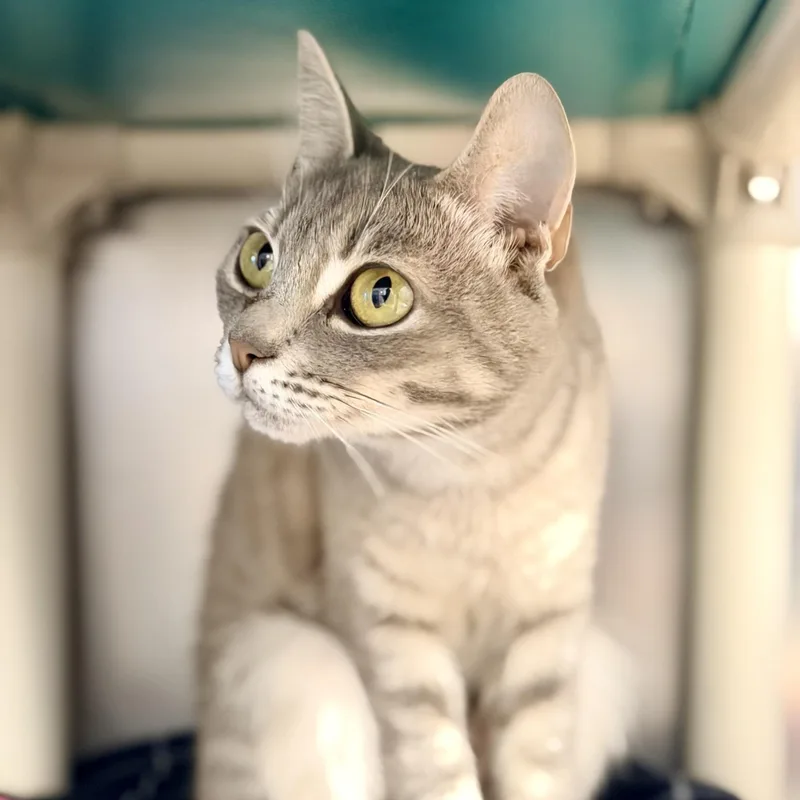 An adult medium-sized female Tabby (Gray / Blue / Silver) Domestic Short Hair cat named Summer for adoption in Manahawkin, NJ
