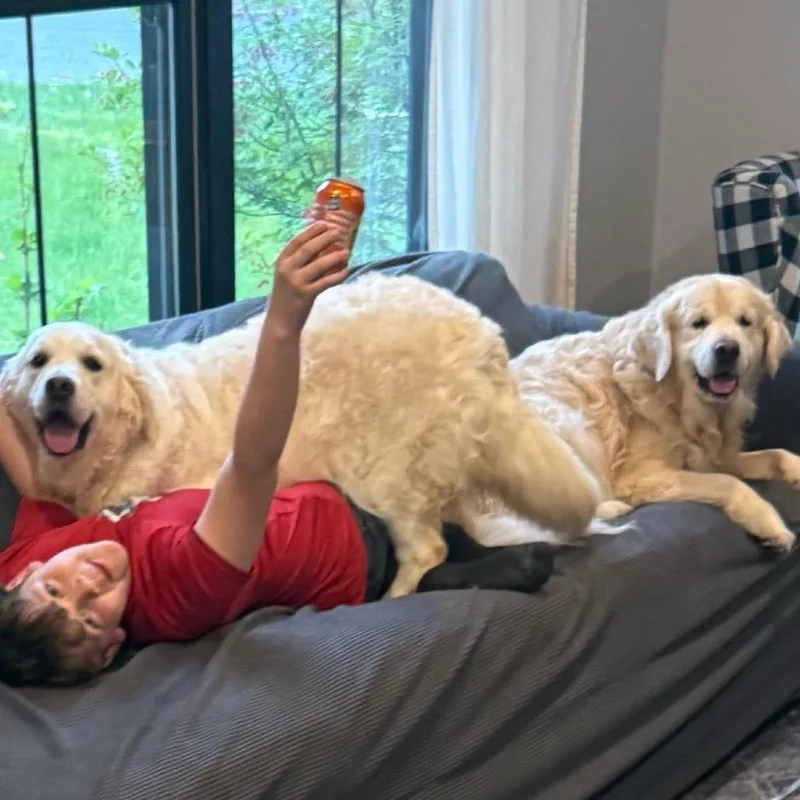 An adult large-sized female White / Cream Golden Retriever dog named Summer for adoption in Hopkinton, MA