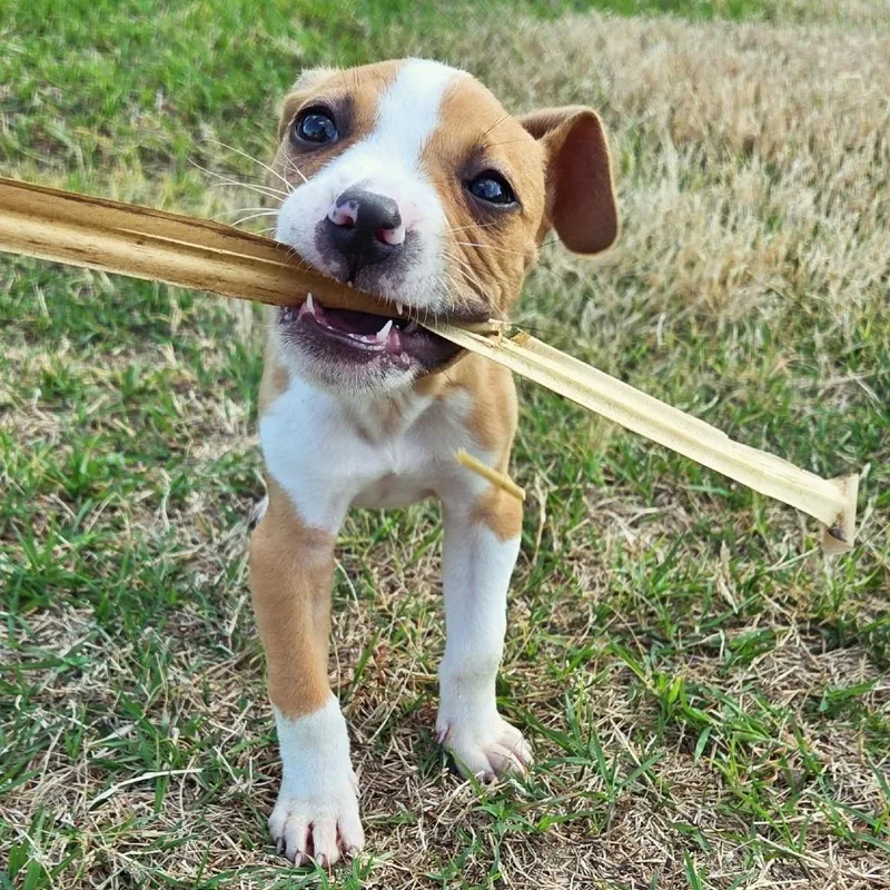 A baby small-sized female Brown / Chocolate Mixed Breed dog named Emerald for adoption in Raleigh, NC