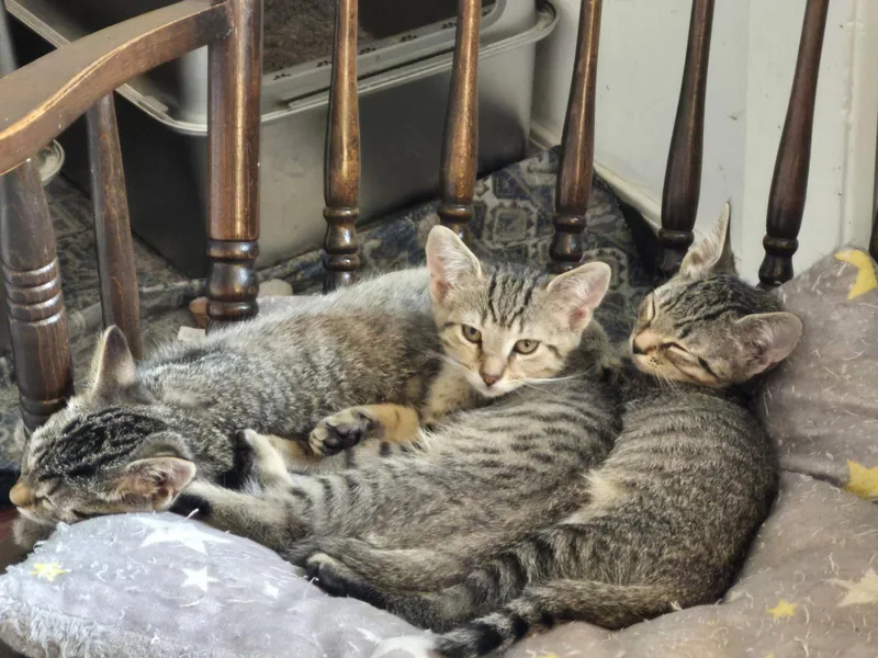 A baby medium-sized female Domestic Short Hair cat named Piper for adoption in Rochester, NY