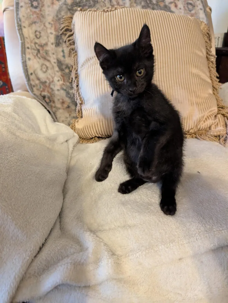 A baby medium-sized male Black Domestic Short Hair cat named Clyde for adoption in Oviedo, FL