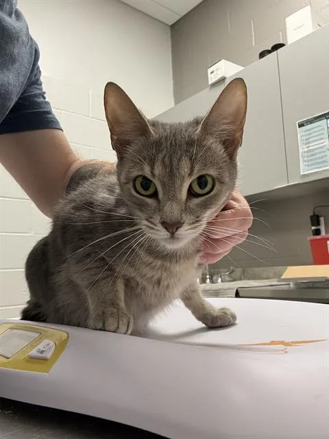 A young small-sized female Domestic Short Hair cat named Minnie for adoption in Indianapolis, IN