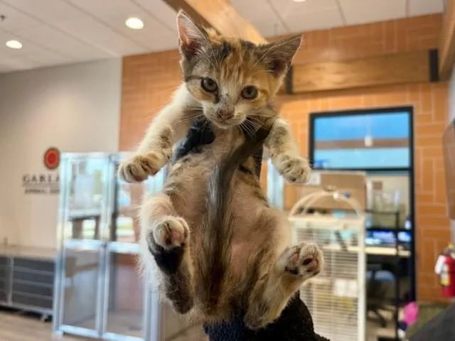 A baby small-sized female Domestic Short Hair cat named Ria for adoption in Garland, TX