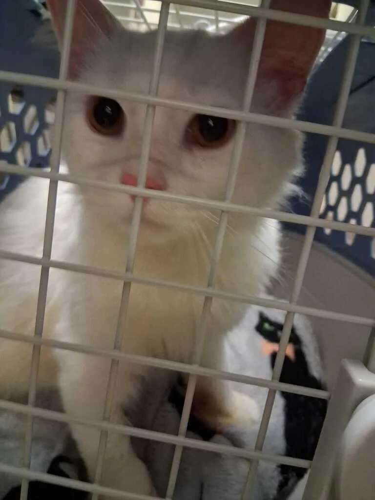 An adult large-sized male Domestic Short Hair cat named Meowth for adoption in Cincinnati, OH