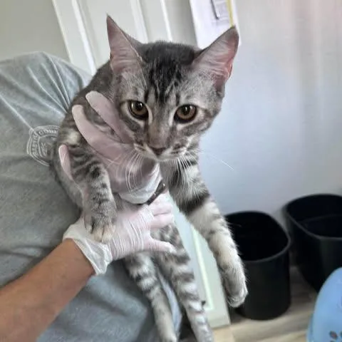 An adult medium-sized male Gray / Blue / Silver Domestic Short Hair cat named Marley for adoption in Bastrop, TX