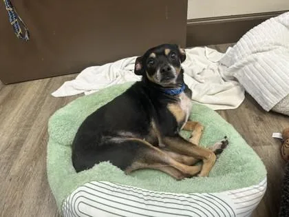 An adult small-sized male Chihuahua dog named Percy for adoption in Palm Coast, FL