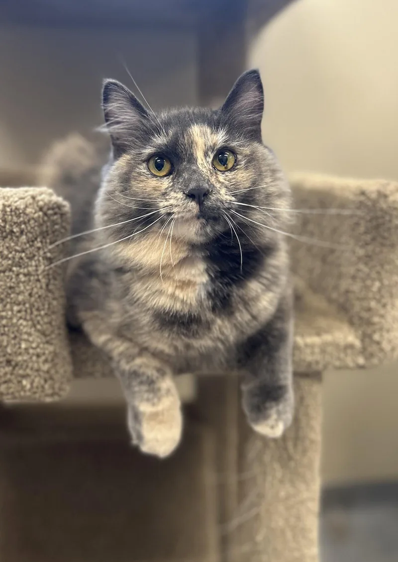 A young medium-sized female Domestic Medium Hair cat named Dolly for adoption in Arlington, VT