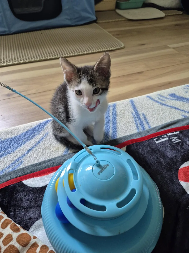 A baby medium-sized male Black & White / Tuxedo Domestic Short Hair cat named Splatter for adoption in Wheaton, IL