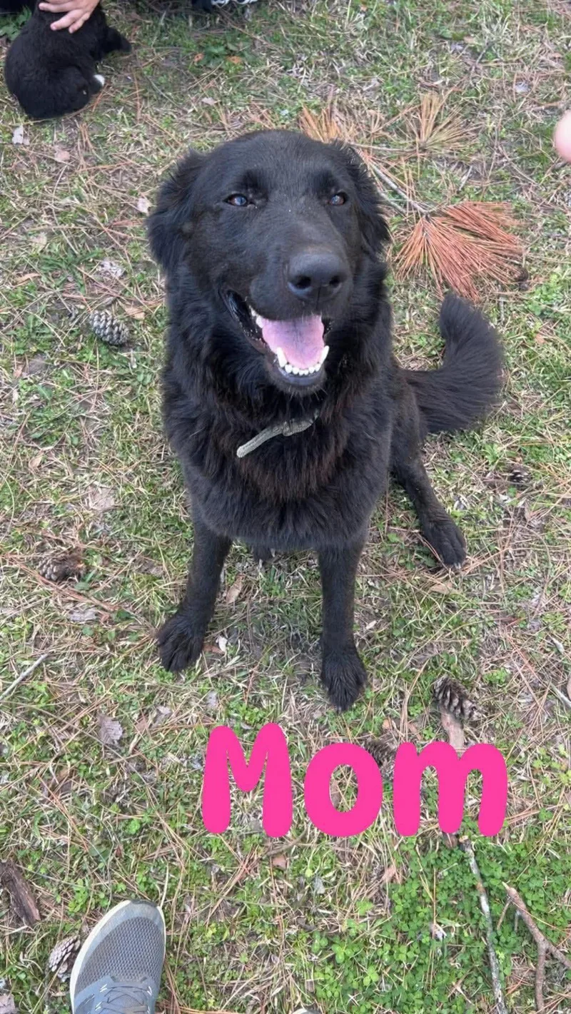 A baby large-sized male Retriever dog named Bane Eb In Ms for adoption in Warwick, RI