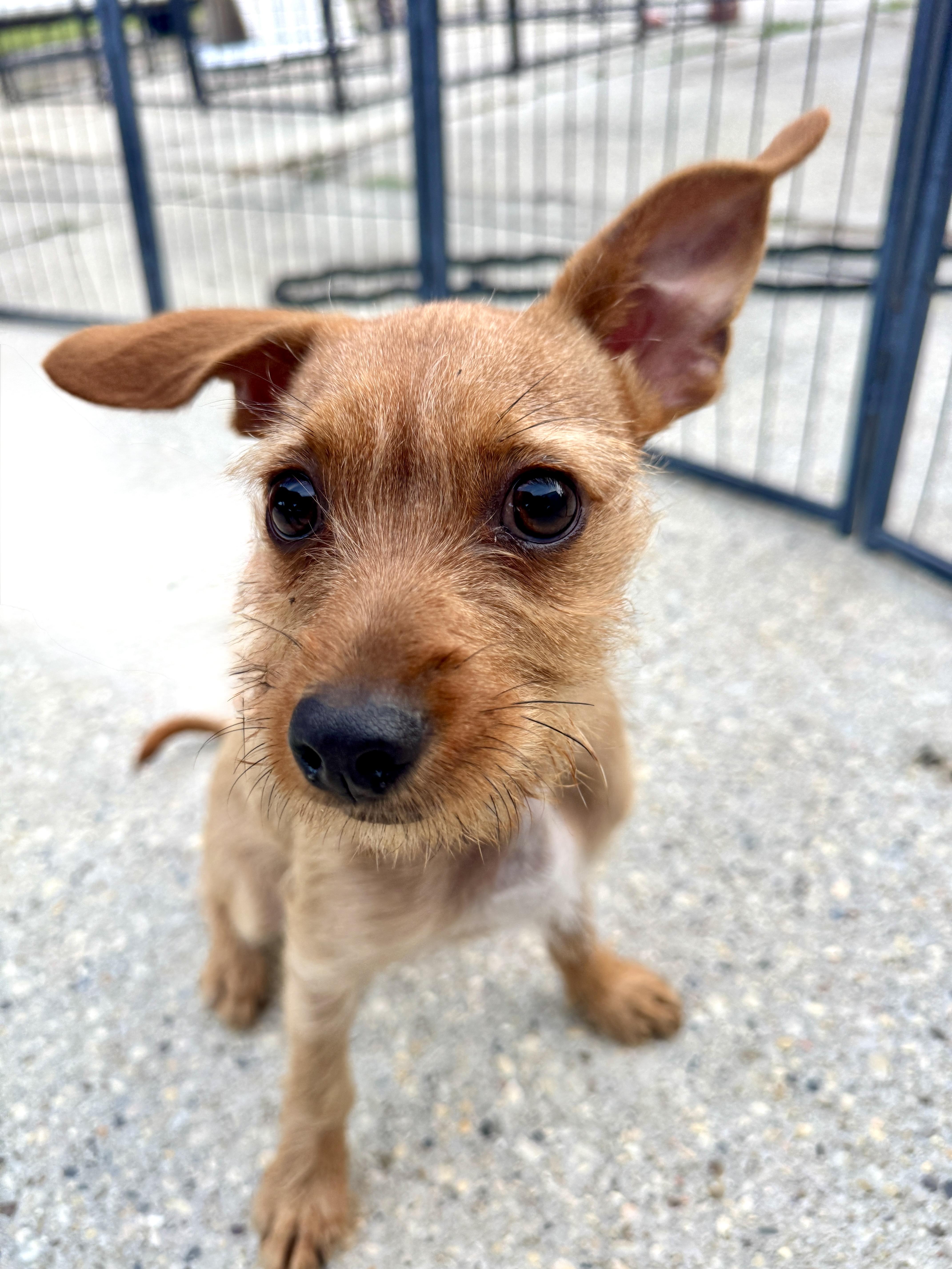 A baby small-sized female Chihuahua dog named Bunnie for adoption in Lucedale, MS