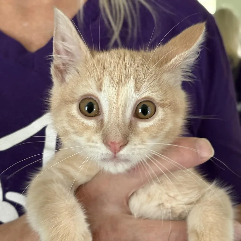 A baby small-sized female Domestic Medium Hair cat named Missy for adoption in San Antonio, TX