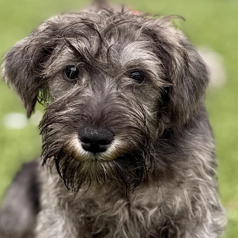 A baby small-sized male Gray / Blue / Silver Schnauzer dog named Banjo  Cute Little for adoption in Hondo, TX