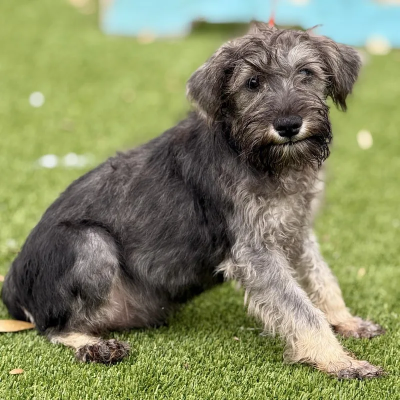 Banjo  Cute Little thumbnail 2