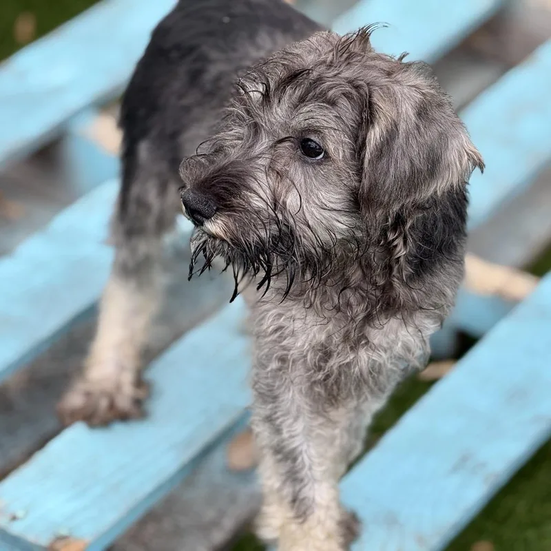 Banjo  Cute Little thumbnail 4