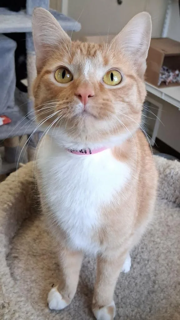 Pumpkin