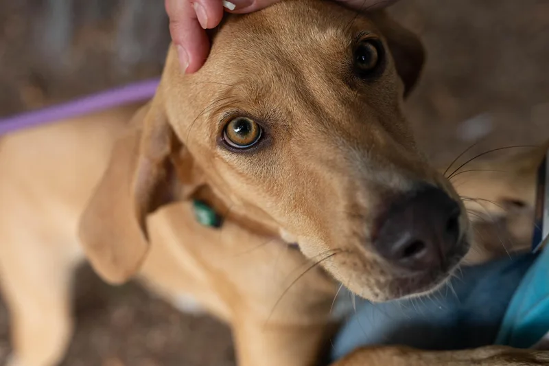 A baby medium-sized female Golden Hound dog named Zuri for adoption in Santa Rosa, CA