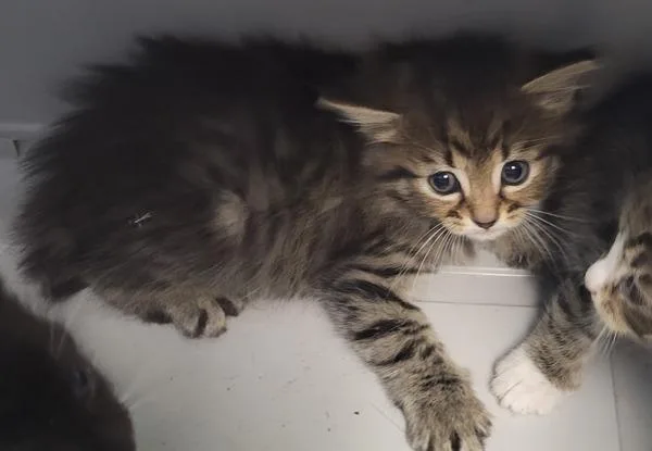 A baby small-sized male Domestic Short Hair cat named Pen for adoption in Lawrenceville, GA