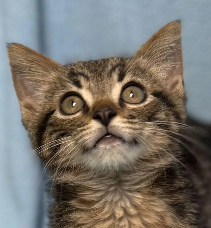 A baby medium-sized male Tabby (Brown / Chocolate) Domestic Short Hair cat named Dennis for adoption in Jackson, MI