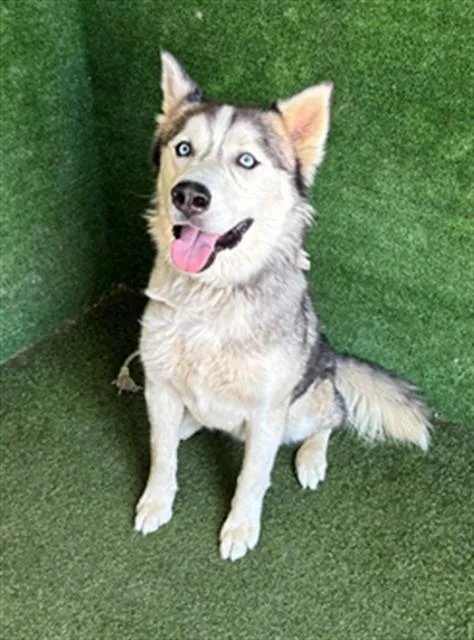 An adult medium-sized male Siberian Husky dog named Loki for adoption in Lancaster, CA