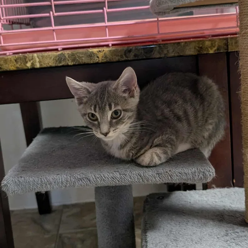 A baby medium-sized female Tabby (Gray / Blue / Silver) Domestic Short Hair cat named Maysie for adoption in Shippenville, PA