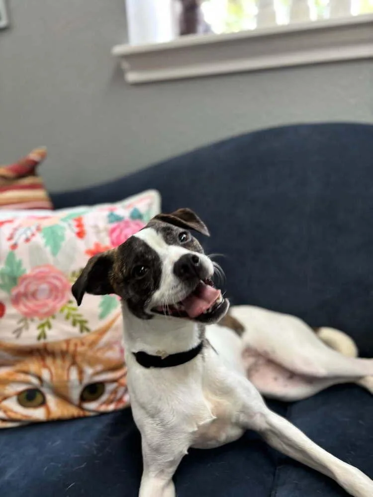A young small-sized female Tricolor (Brown, Black, & White) Boston Terrier dog named Daphne for adoption in San Leon, TX