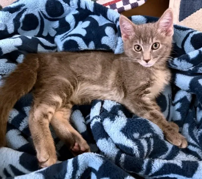 A baby small-sized male Domestic Short Hair cat named Chu Chu for adoption in Burbank, CA