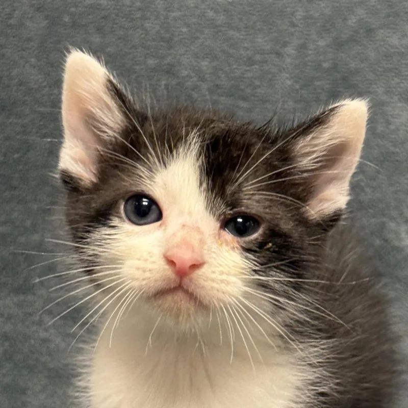 A baby medium-sized male Domestic Short Hair cat named Finn for adoption in Brenham, TX