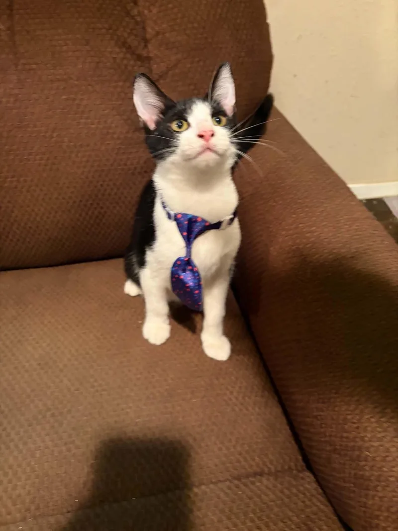 A young medium-sized male Domestic Short Hair cat named Taz for adoption in Mansfield, TX