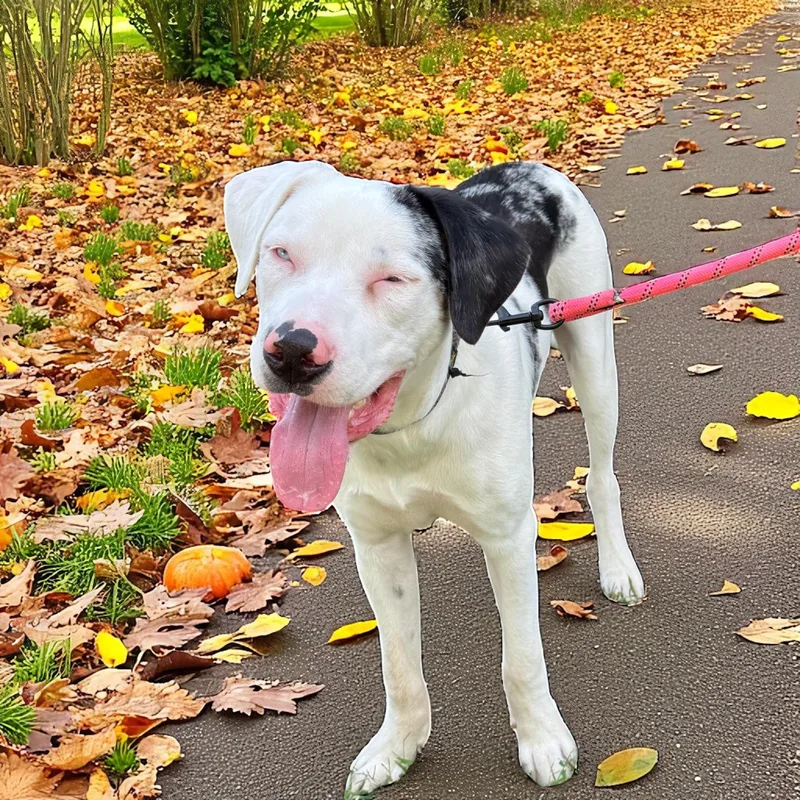 Buster Boy thumbnail 3