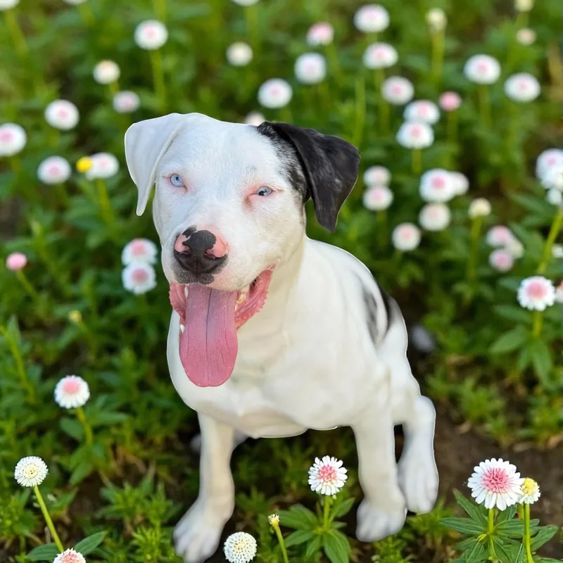 Buster Boy thumbnail 4