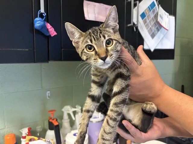 A baby small-sized male Domestic Short Hair cat named Toby for adoption in Grand Prairie, TX