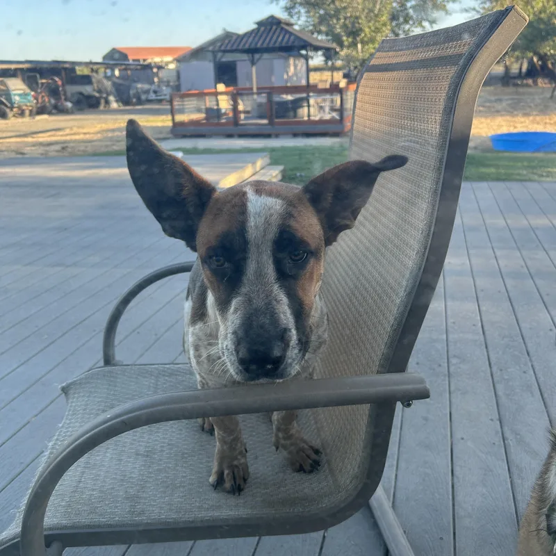 Walter