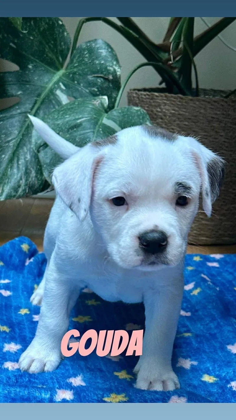 A baby medium-sized female Brindle Pit Bull Terrier dog named Gouda for adoption in Clay, NY