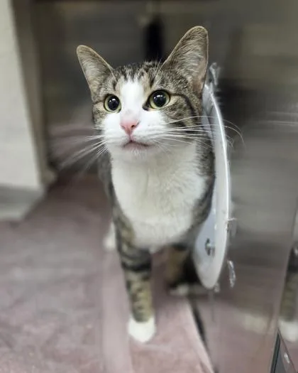 An adult medium-sized female Domestic Short Hair cat named Milk Tea for adoption in Westland, MI